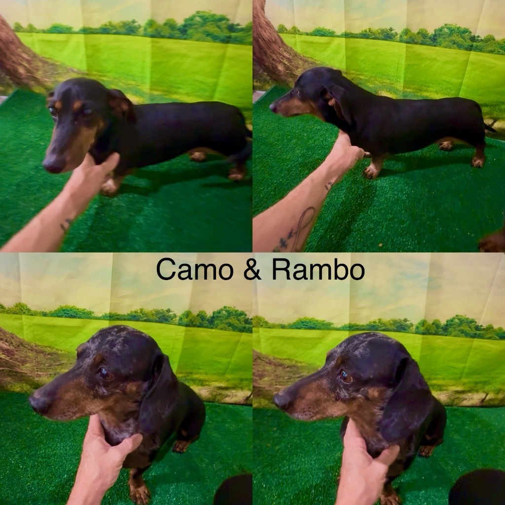 Camo