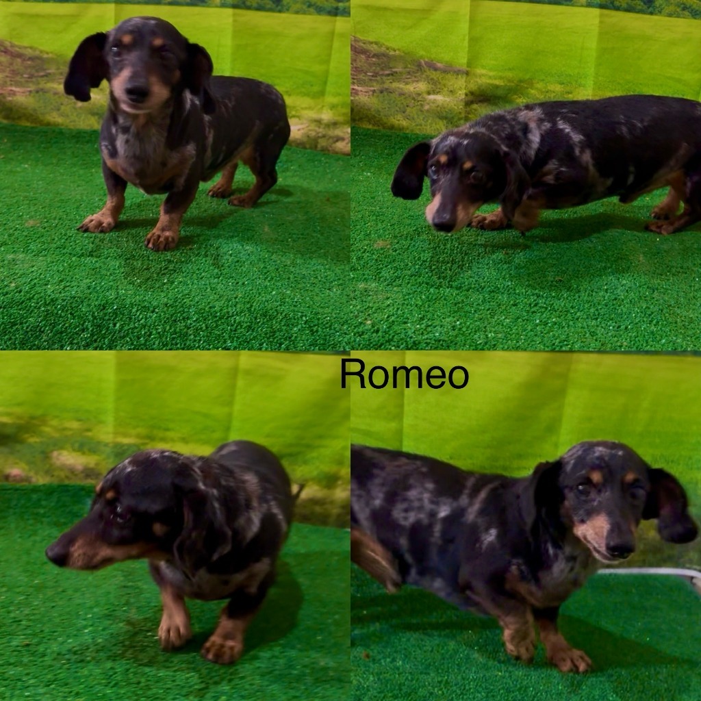 Romeo
