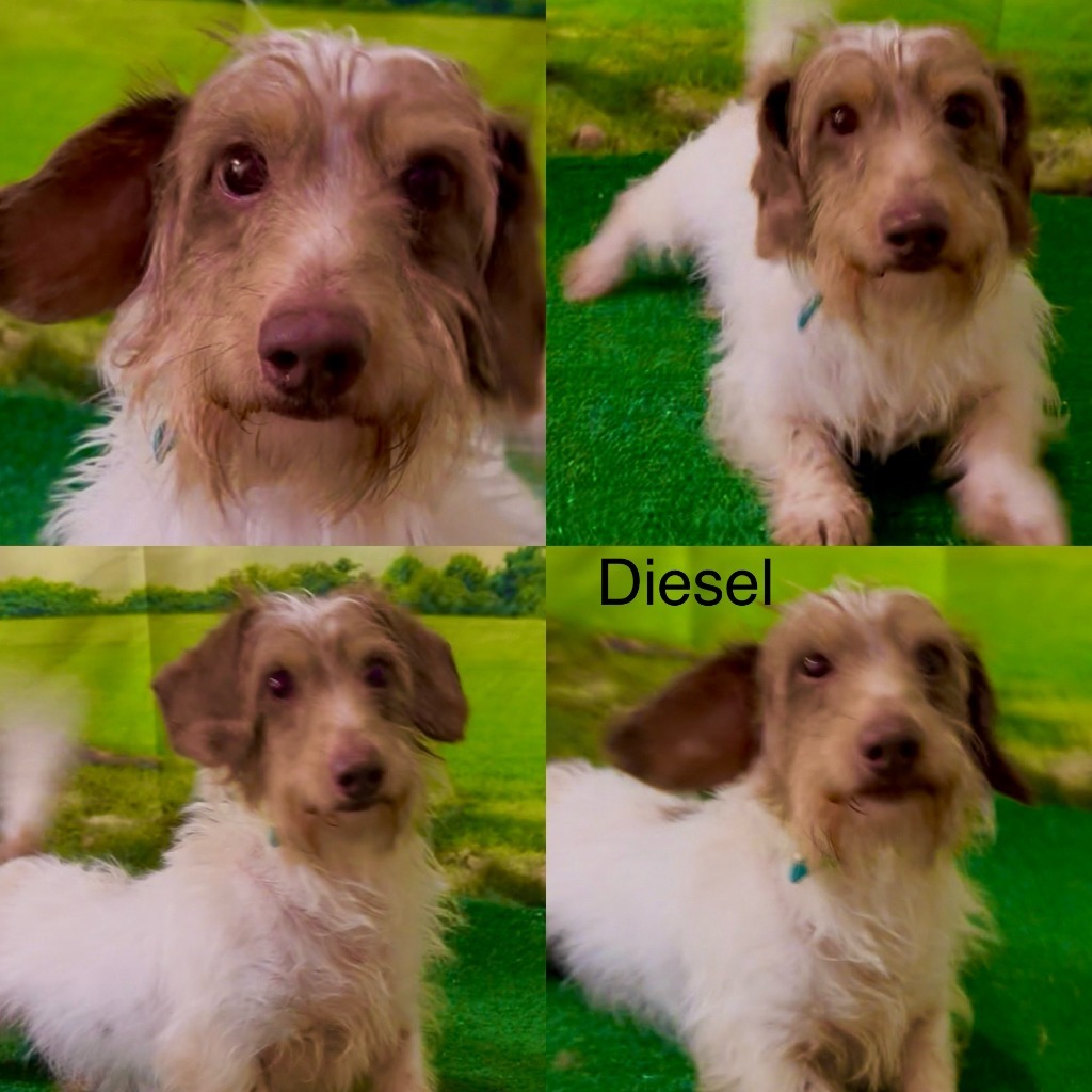 Diesel-2