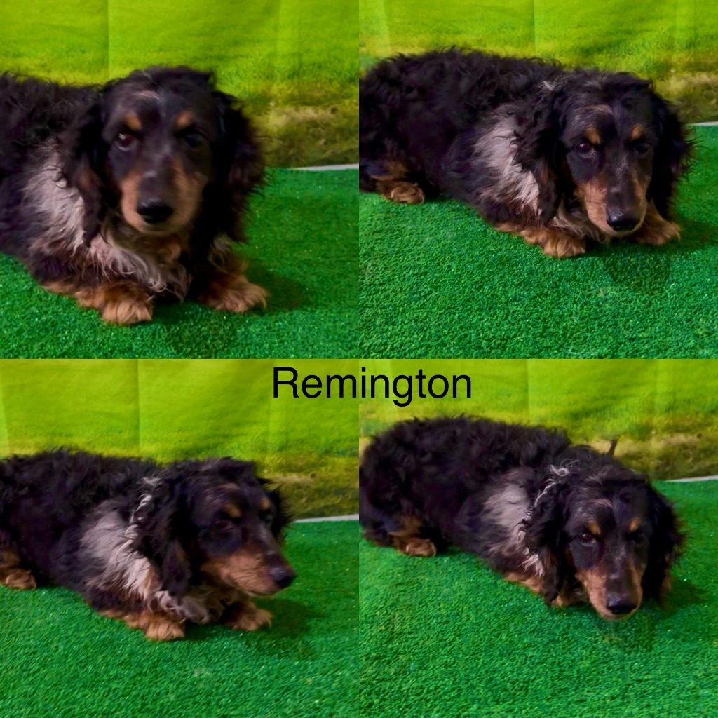 Remington