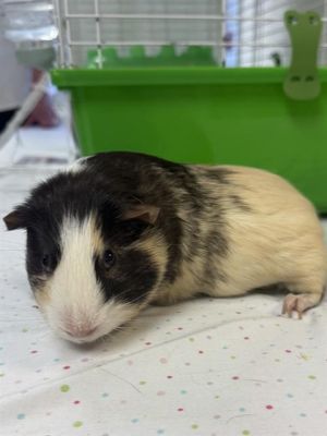 MUFFIN, Adult Male unknown