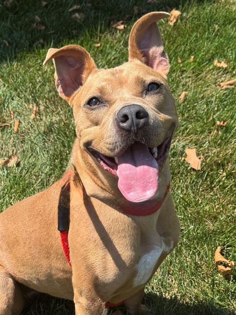 NOVA