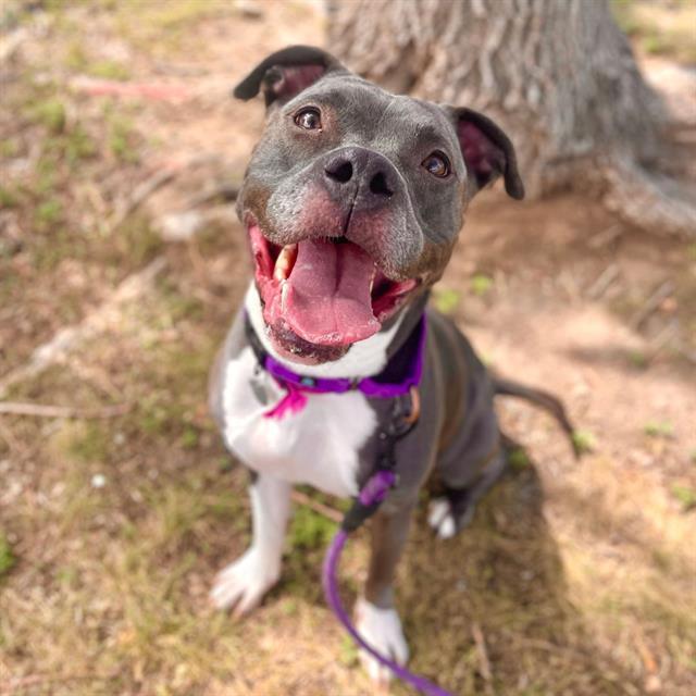 JADA