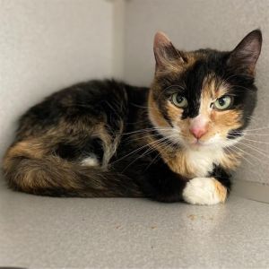 RUFFLES, Adult Female unknown