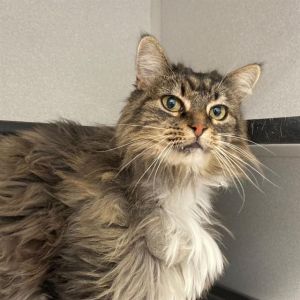 CHARLOTTE, Senior Female unknown