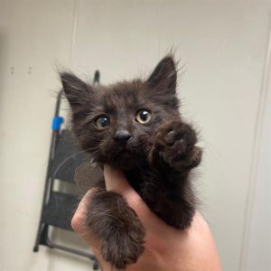 TWILIGHT, Baby Male unknown