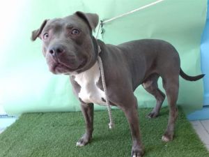 KING Pit Bull Terrier Dog