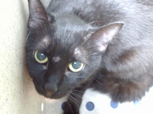 ONYX