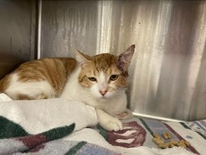 RUSTY PAWS Domestic Short Hair Cat