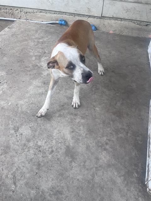 DAISY