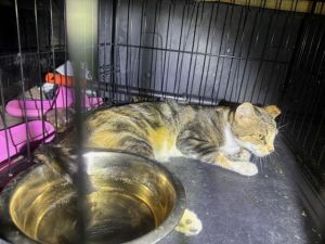 MAGGIE, Young Female unknown