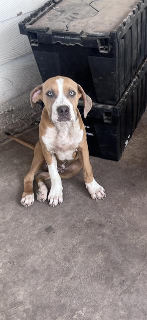 JAX, Young Male unknown