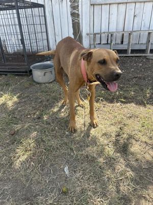 BAILEY, Adult Female unknown