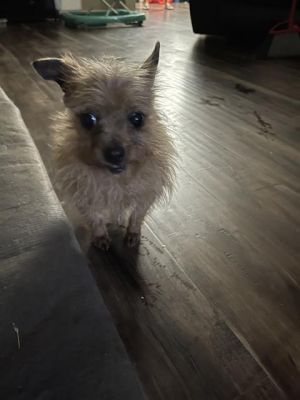 BESSIE, Senior Female unknown