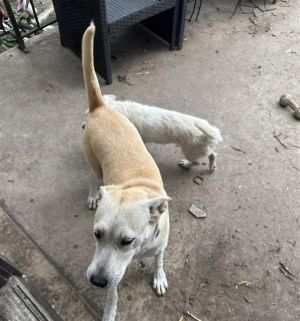 MILLIE, Adult Female unknown