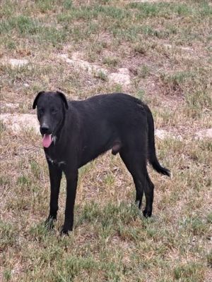 NEGRITO, Adult Male unknown