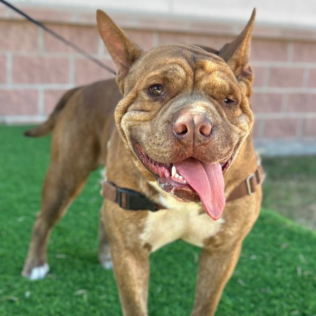 KODA
