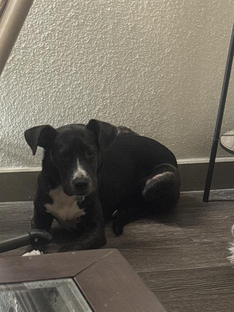 ELLA