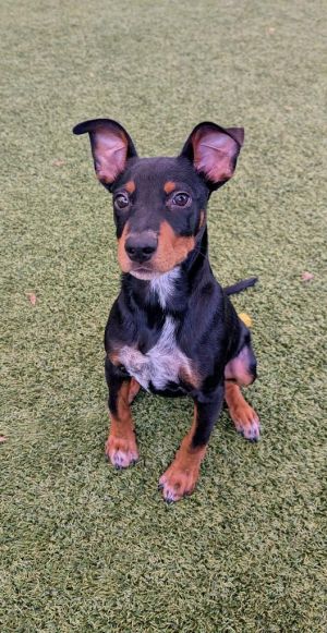Dobbie Doberman Pinscher Dog