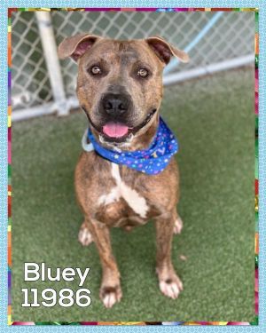 Primary Color Brindle Weight 68lbs Age 2yrs 3mths 3wks