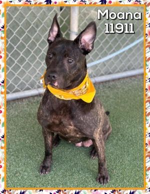Primary Color Brindle Secondary Color Black Weight 64lbs Age 8yrs 0mths 1wks