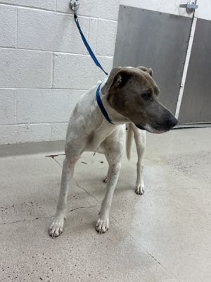 (411) Pointer Dog
