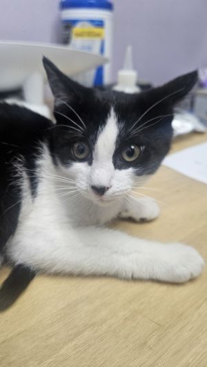 Ethel (Bonded to Lucy), Baby Female unknown