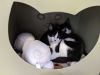 Ethel (Bonded to Lucy) photo 2