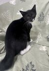 PERCIVAL photo 1