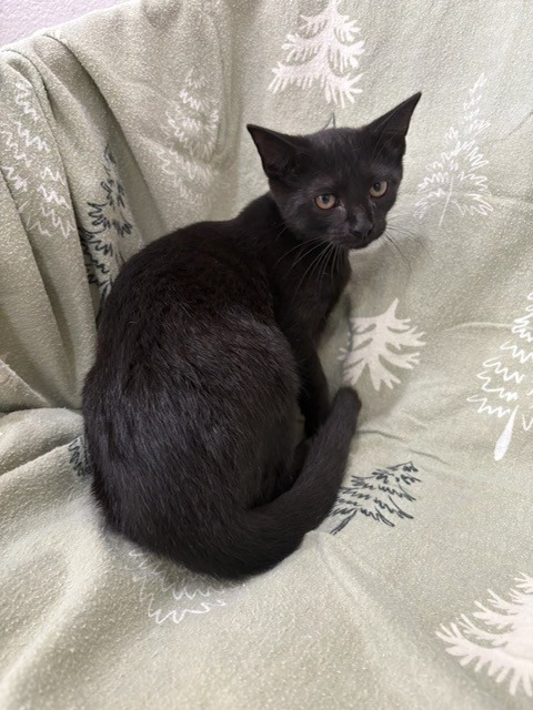 PALOMA