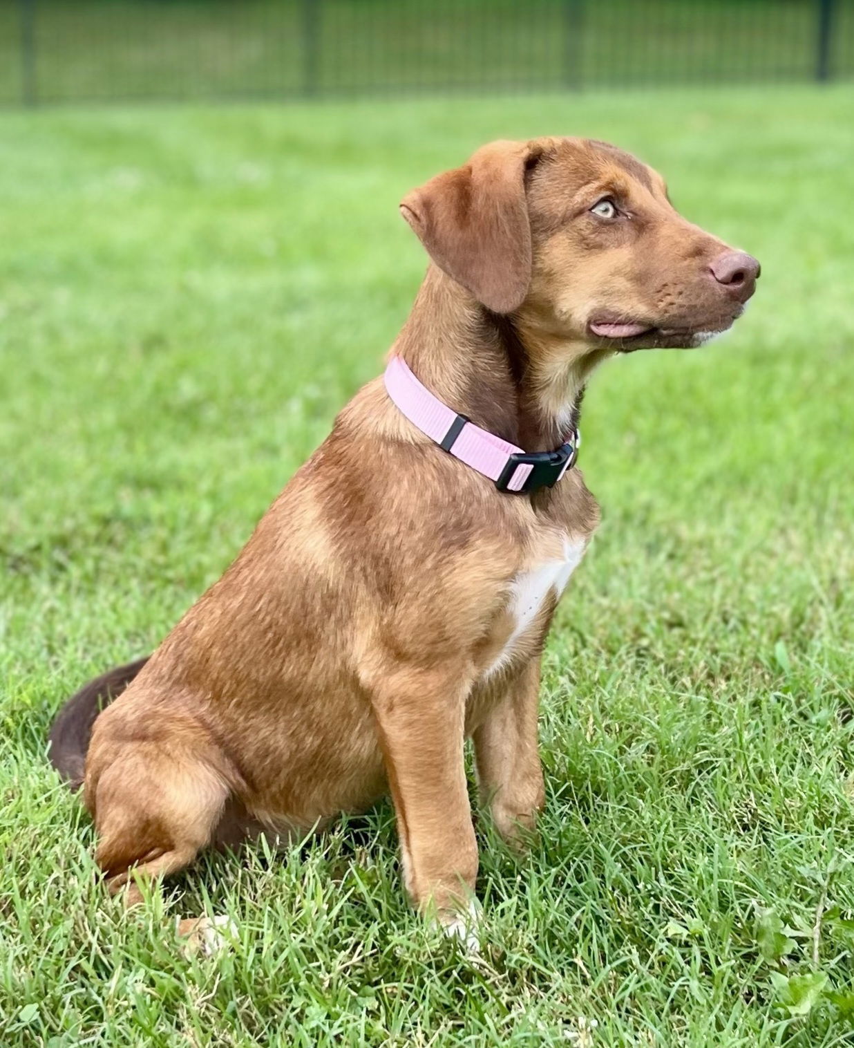 PUPPY SASHA