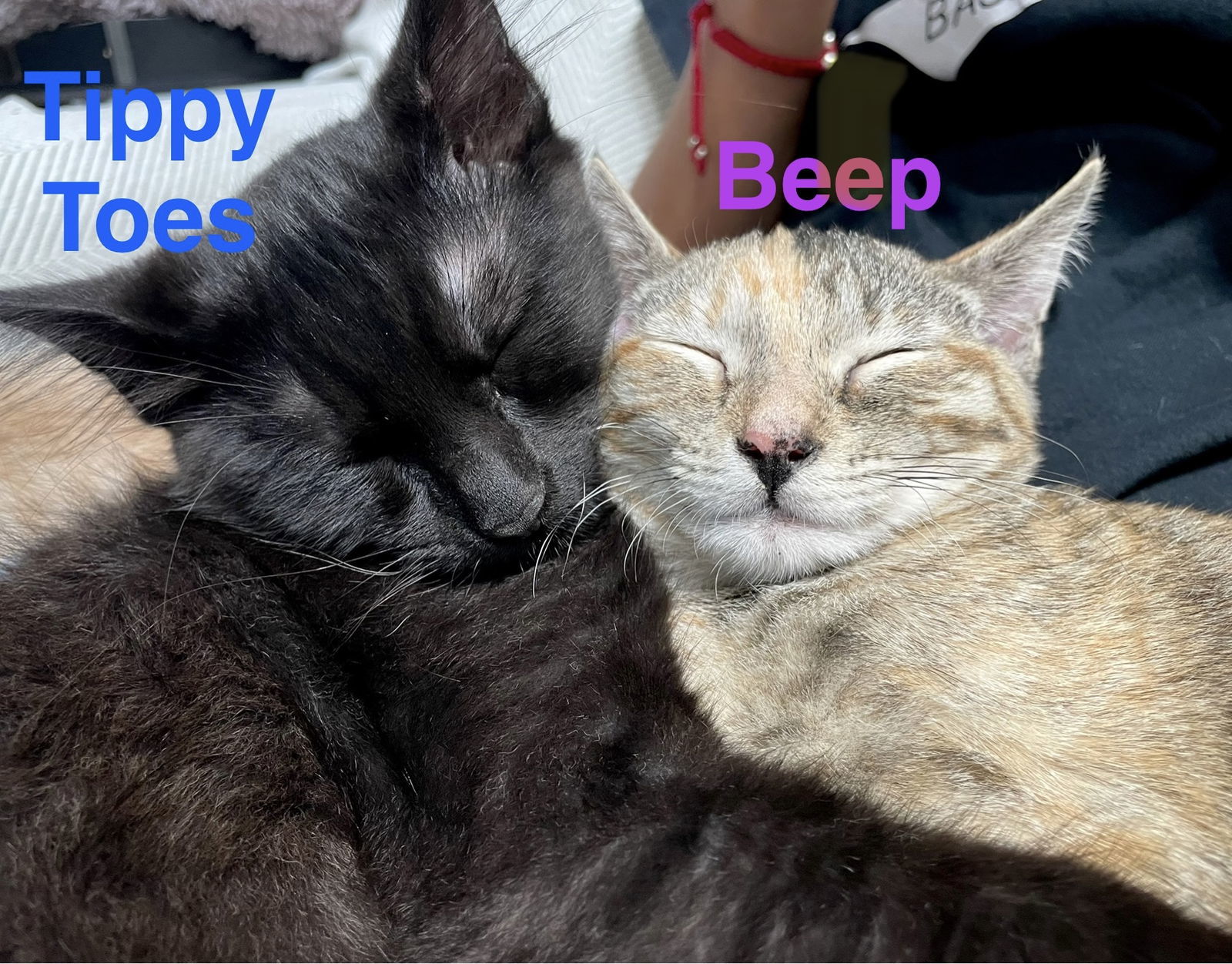 Beep