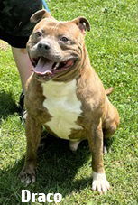 Draco photo 1