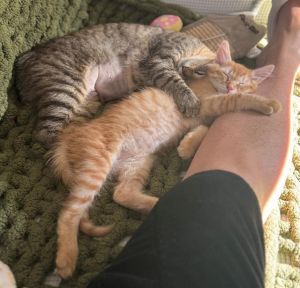 MANGO Domestic Short Hair Cat