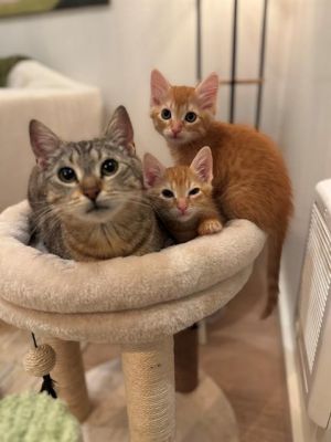PEACH Domestic Short Hair Cat