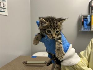 NEUTRINO Domestic Short Hair Cat