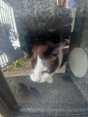 SALEM Domestic Short Hair Cat