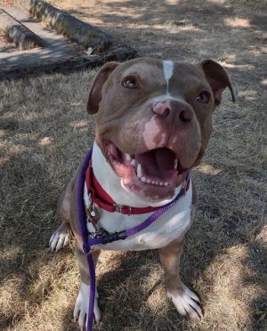 Hi My name is Spam and I am available for adoption I was brought in by an Animal Control Officer