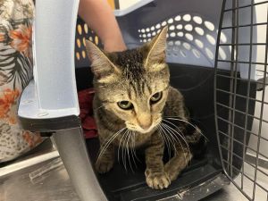 DOTTIE Domestic Short Hair Cat