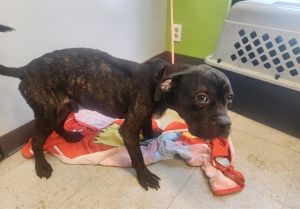 Hi My name is Percy and I am available for adoption I was brought in by a good Samaritan on
