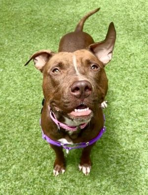 PEANUT BUTTER Pit Bull Terrier Dog