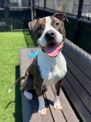 WILLIAM Pit Bull Terrier Dog