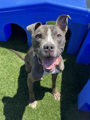 Sweet Biggie is a gentle guy looking for a new lease on life Biggie was surrendered due to housing 