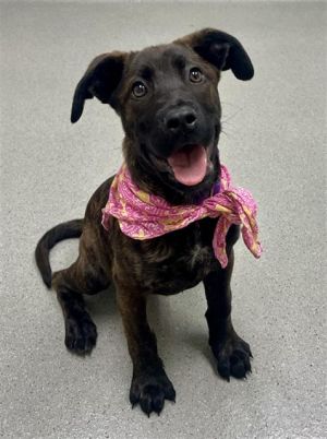 BELLIE Pit Bull Terrier Dog