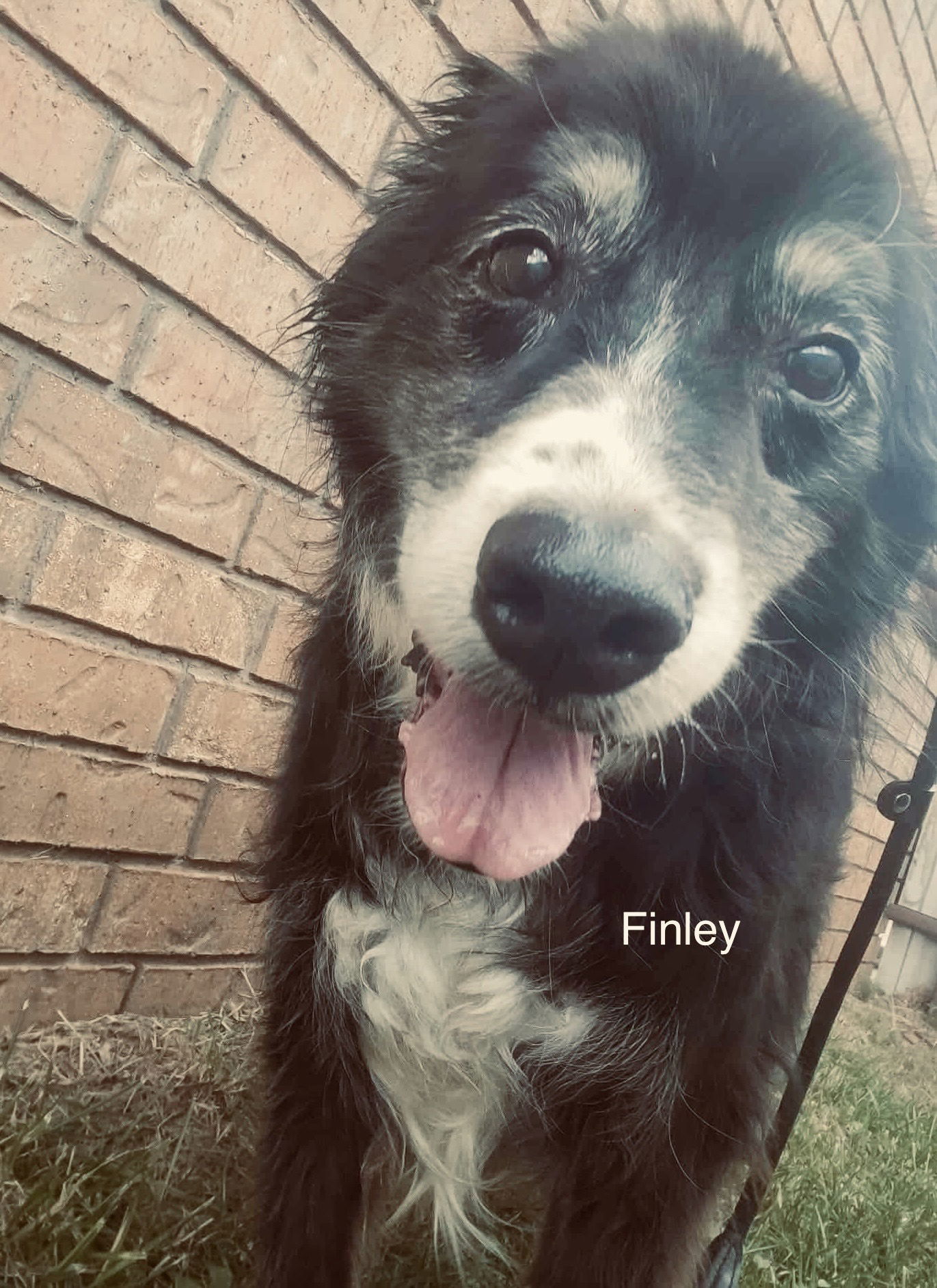 Finley