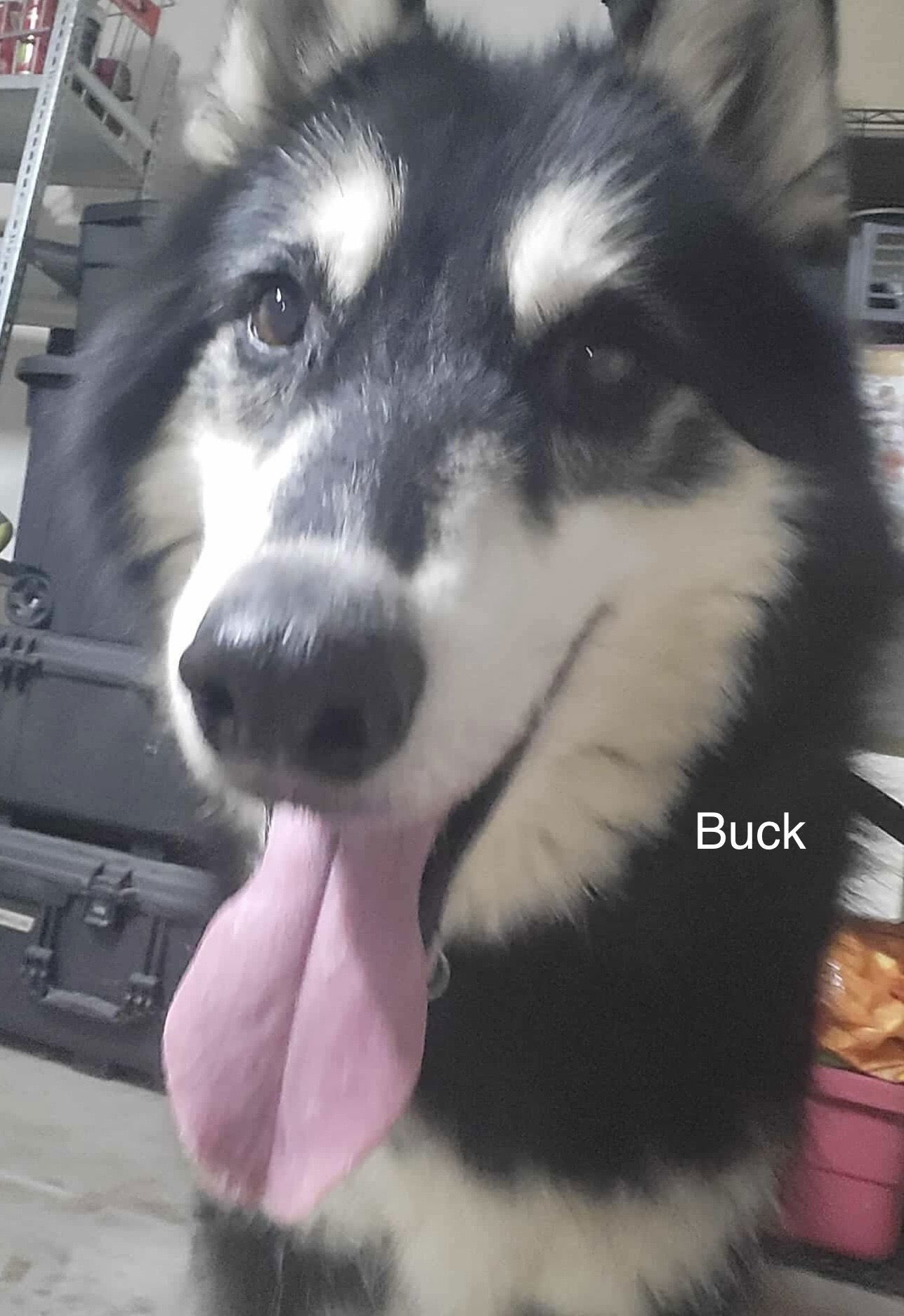 Buck