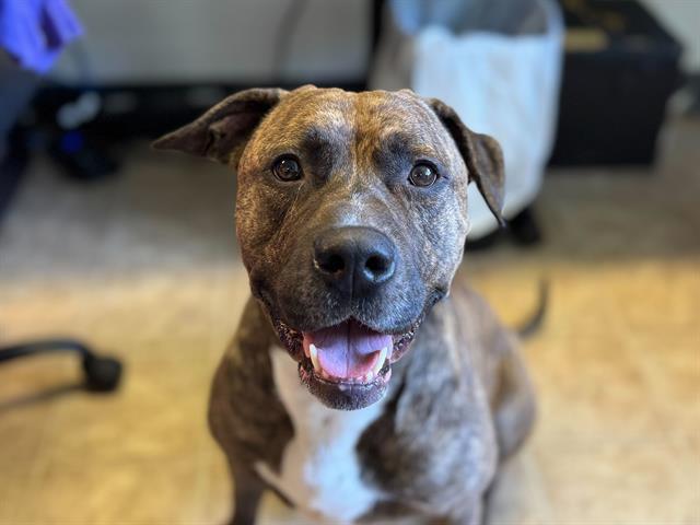 ENZO