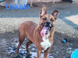 DAKOTA, Adult Male unknown