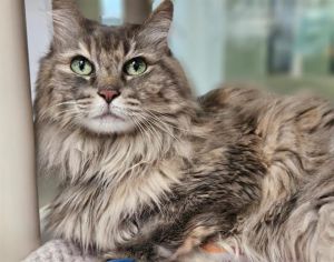 CHLOE, Senior Female unknown