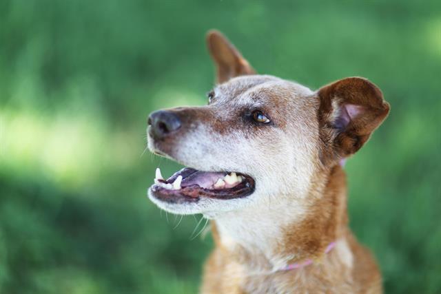 HAZEL